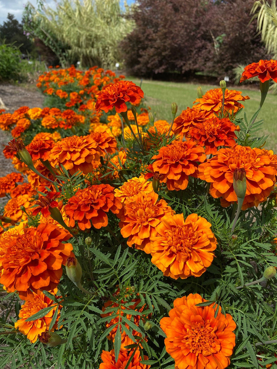 Orange flowering bush.